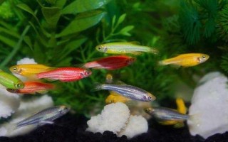 热带鱼多久繁殖一次，通常30-60天繁殖一次