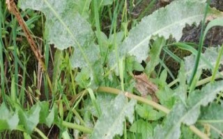 什么是土大黄，属于蓼科、酸模属植物