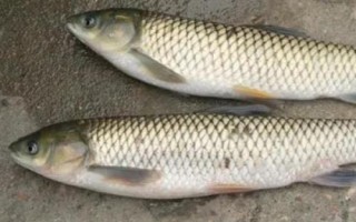 爆炸钩效果好吗，使用频率高且效果好