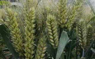 长麦6135小麦种子介绍,小穗密度中等
