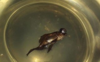金鱼为什么突然就死了，可能是喂食过多或水质差等导致的