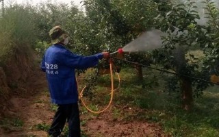 李子褐腐病发生时间，通常在春季