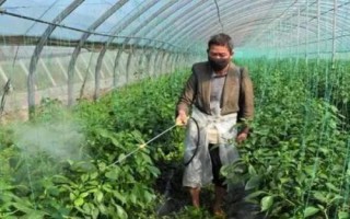 蔬菜施用化学肥料的注意事项,注意这六点