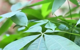 发财树为什么会落叶，过度浇水、缺光、缺肥等因素均会造成