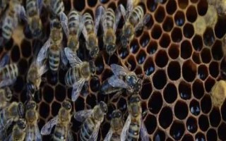 怎么防治蜜蜂螺原体病,早春要注意做好通风降湿工作