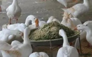 有哪些蛋鹅品种,包括太湖鹅、豁眼鹅、狮头鹅等种类