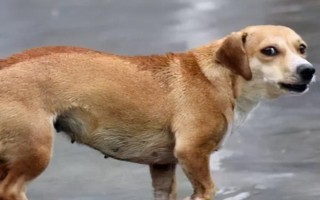 狗摇尾巴代表什么，表示激动、兴奋、害怕等情绪