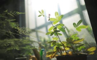 含羞草掉叶的原因，可能是浇水过量或光照不足所致