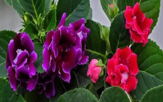芙蓉花开放后如何处理,剪除残花和枯老枝可节省养分、避免发生病虫害