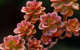 巧克力方砖的养殖方法，平时要等水分蒸发后再浇水