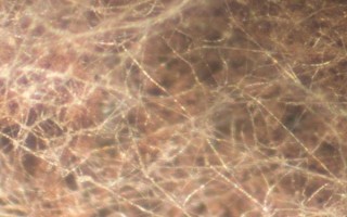 鸡枞菌的种植栽培技术，将种植温度保持在25-30℃为佳