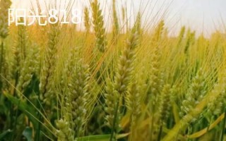 亩产量高达900公斤小麦品种介绍，看看这5个品种