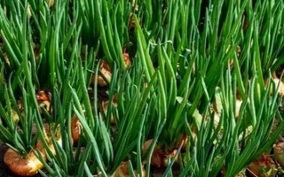 洋葱的移栽技术，在定植前4-5天铺地