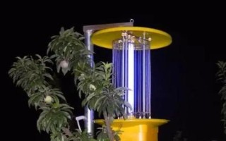 大青叶蝉的危害症状，严重时可致幼树死亡