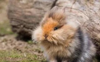 兔子感冒怎么办，发现感冒后可喂食抗生素