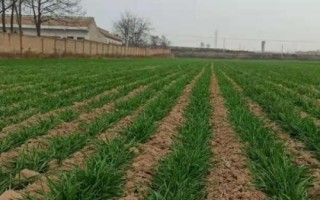 南方稻茬麦冬前怎么管理，越冬期间要保暖防冻