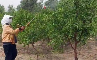 枣树的种植技术,一般分为春栽和秋栽