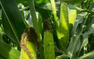 金博士129玉米种子特点,3月上旬至4月下旬播种
