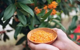 哪些桂花品种不可食用，不带毒性均可食用