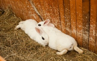 预防兔子感冒的方法，在兔舍中放置毛毯可供兔子御寒