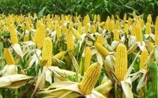 成玉668玉米种简介,种植密度为4500株/亩左右