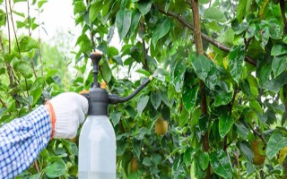 结果期喷了矮壮素的危害，容易造成作物落果、缩果