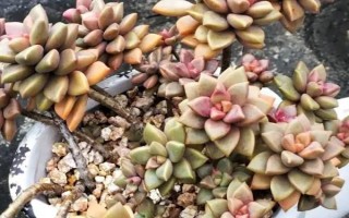 多肉夏天怎么养，要多晒太阳