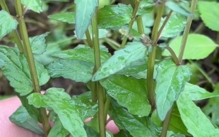 半枝莲的生长阶段，分为幼苗期、生长期、盛花期、休眠期