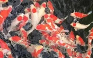 锦鲤溃烂的原因，可能是肤霉病或其它病菌感染导致的