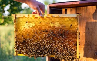 蜂王一天试飞多少次，试飞频率通常为2-3次