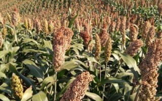 高粱是粗粮吗，高粱属于粗粮