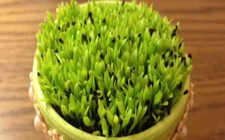 盆栽火龙果种植技术，选择疏松肥沃、排水优良的土壤为佳