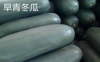 优良的冬瓜品种有哪些,包括一串铃4号、黑将军、早青冬瓜等品种