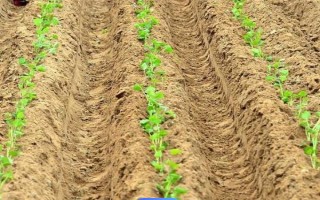 红薯苗怎么栽种，采取斜插法、直栽法、压藤插秧法