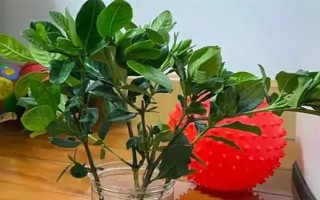 栀子花的水养方法,春秋季节每个星期换一次水