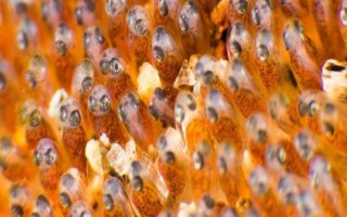 鱼是哪种生殖方式，属于有性生殖