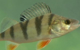 鲈鱼的常见品种，以河鲈、海鲈鱼、松江鲈鱼、大口黑鲈为主