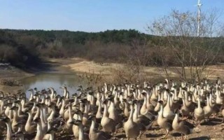 香鹑雁的饲养管理方法，要尽量创造一个安静的饲养环境