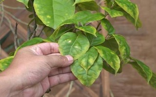 三角梅夏天的养殖方法,生长温度控制在15-25℃之间
