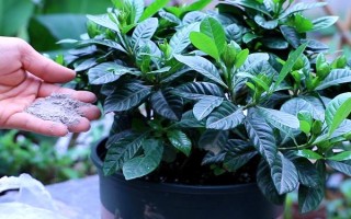 枙子花怎么养殖,冬季每隔半个月浇一次水