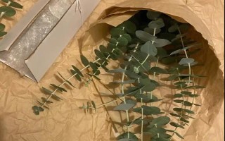 尤加利的养殖方法，每天晒光6小时左右