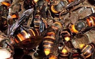 如果被地雷蜂蛰了怎么办，应及时处理伤口