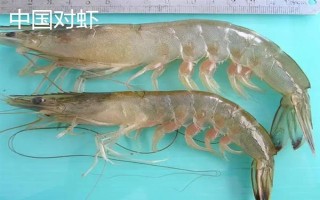 对虾和明虾的区别,明虾又叫做中国对虾