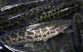 黑鱼如何养殖，鱼种长成后才能放入混养塘