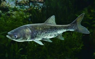 鲢鱼会不会自行繁殖，性成熟之后便具备繁殖能力