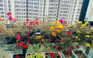 太阳花不开花的原因,可能是光照不足或缺少肥料所致