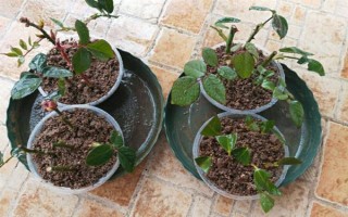 月季可以和什么树嫁接，包括玫瑰、蔷薇等品种