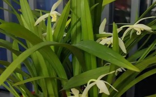 兰花怎么养殖容易开花，生长期可每隔2-3个星期施肥一次