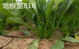 菠菜的适宜种植时间,春菠菜的播种适期为3月份