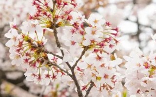 春天开哪些花，常见的有矮牵牛、杜鹃花等